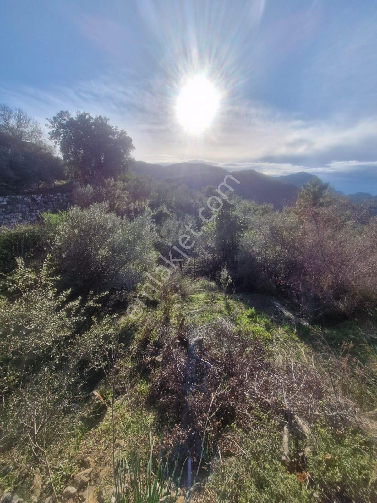 Muğla Ortaca Gökbelde Deniz Ve Göl Manzaralı Satılık 3500 M2 Tarla - Görsel 6