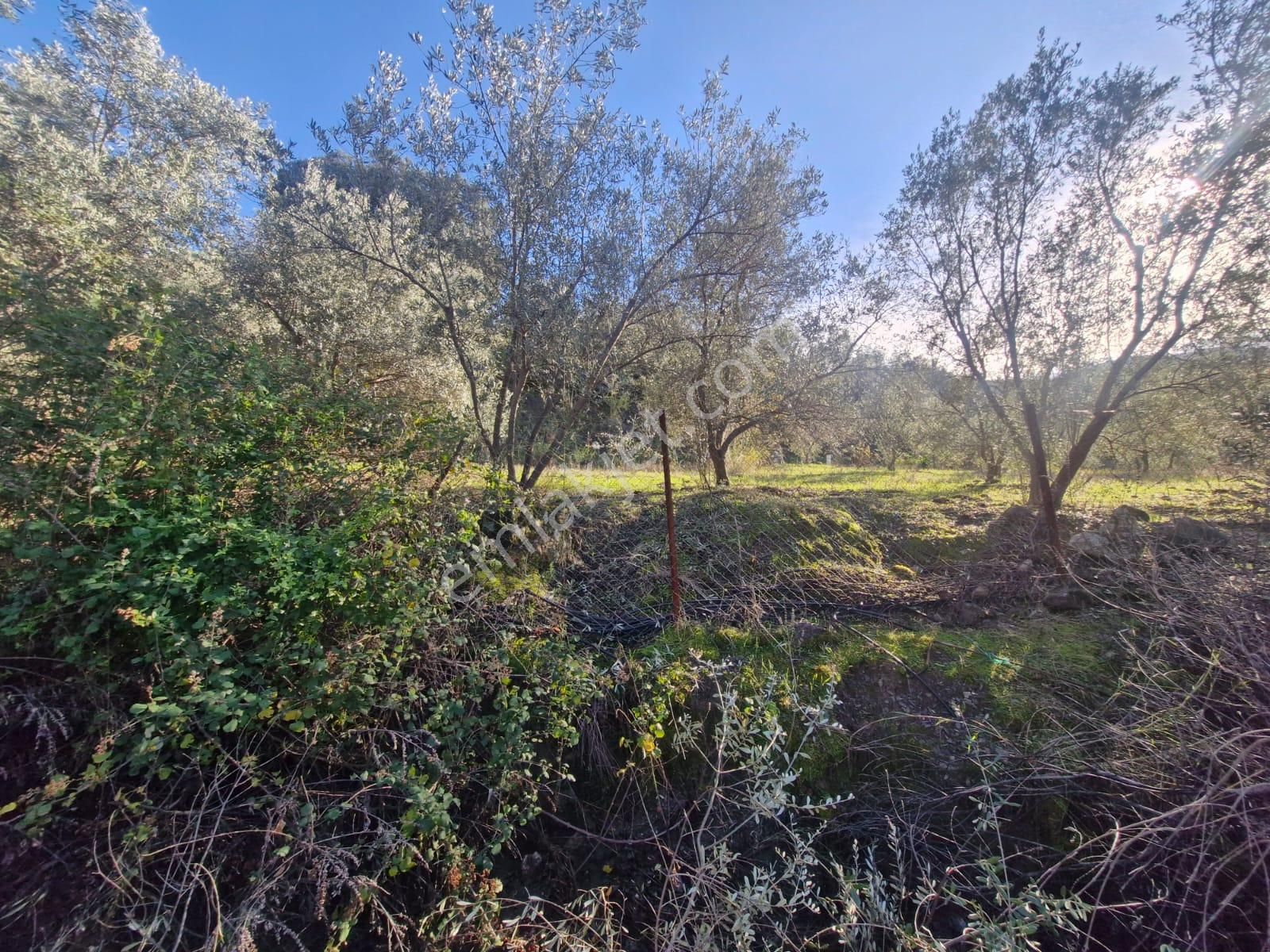 Muğla Ortaca Gökbelde Deniz Ve Göl Manzaralı Satılık 3500 M2 Tarla - Görsel 4