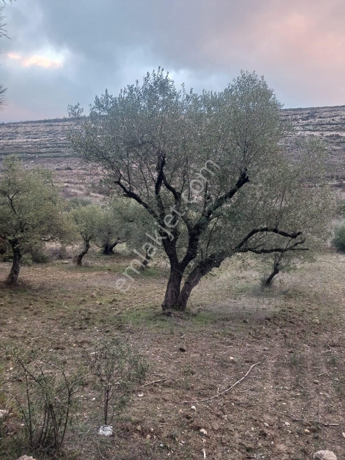 Saruhanlı Çaltepe Satılık Zeytinlik Manisa Saruhanlı Çaltepede Ana Asvalta Sıfır Satılık Zeytinlik