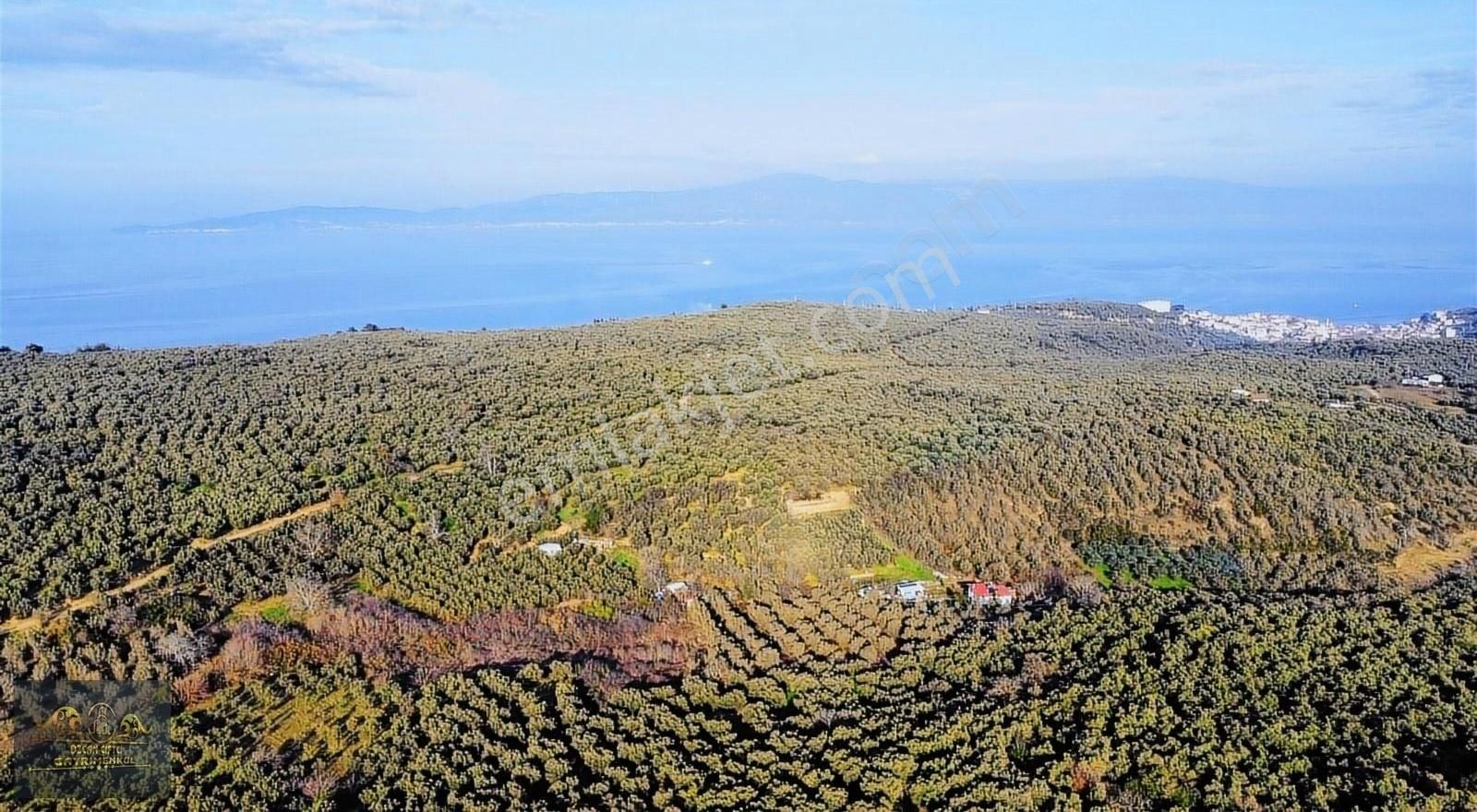 Mudanya Tirilye Satılık Zeytinlik Özcan Çiftci'den Deniz Manzaralı Kadastro Yoluna Cephe Zeytinlik