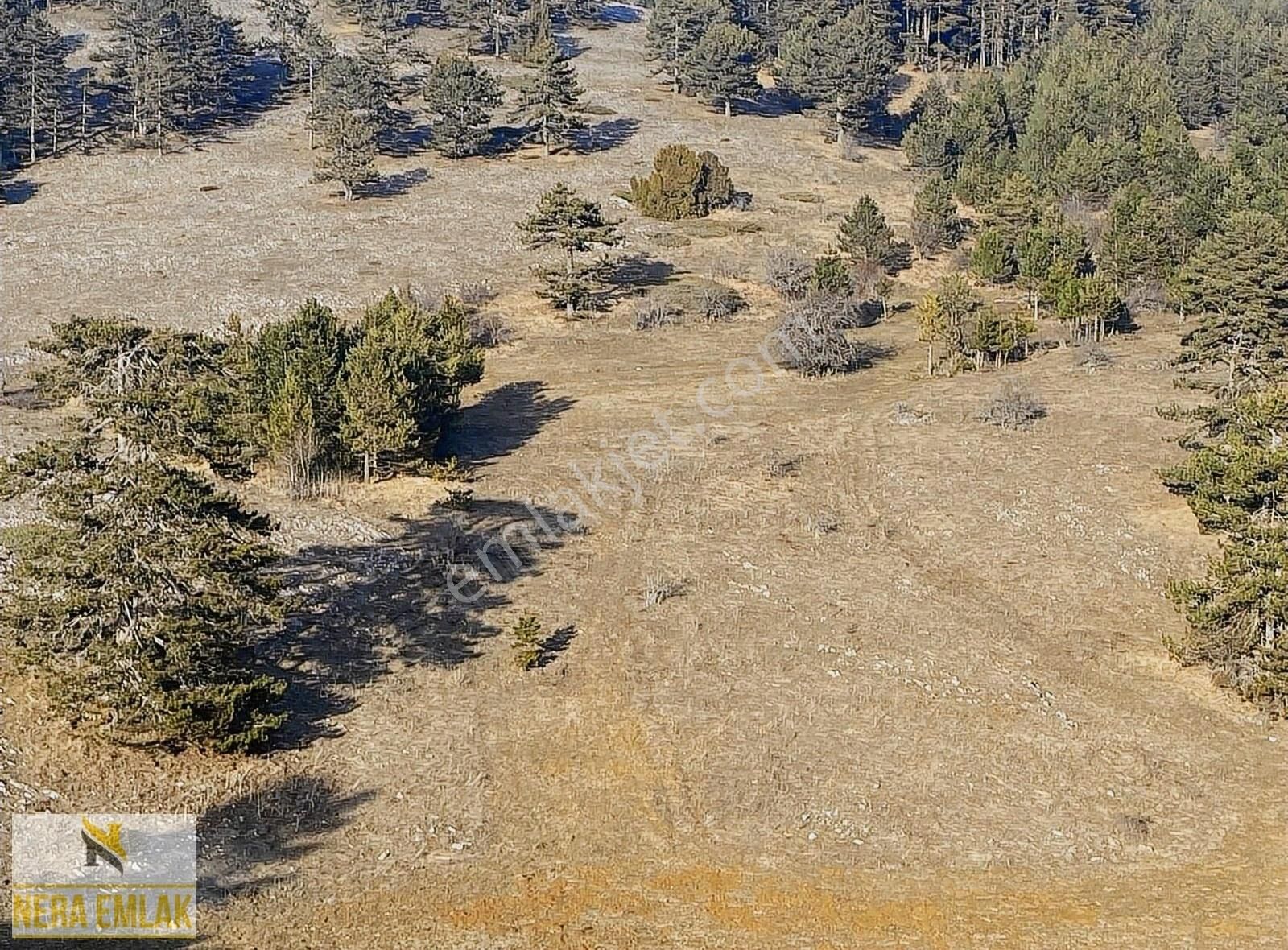 Bozüyük Camiliyayla Köyü Satılık Tarla Bilecik Bozüyük'de Dodurga Barajına 20dk.tek Tapu 4.350m2 Tarla