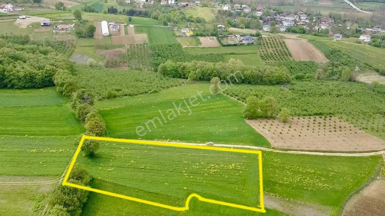 Kandıra Sinanlı Bilalli Mah.de 3623 M2 %5 İmarlı Zirve Konumda Resmi Yollu