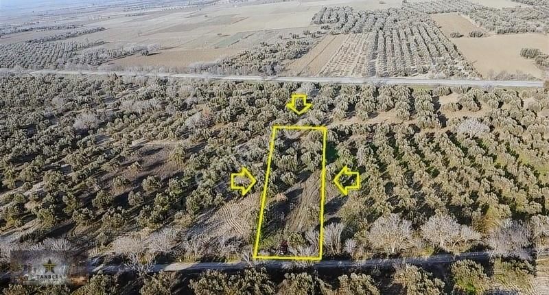 Kınık Hamzahocalı Satılık Zeytinlik Tanberk Den Hamzahocalı Da 1071 M2 Tek Tapu Yolu Olan Zeytinlik