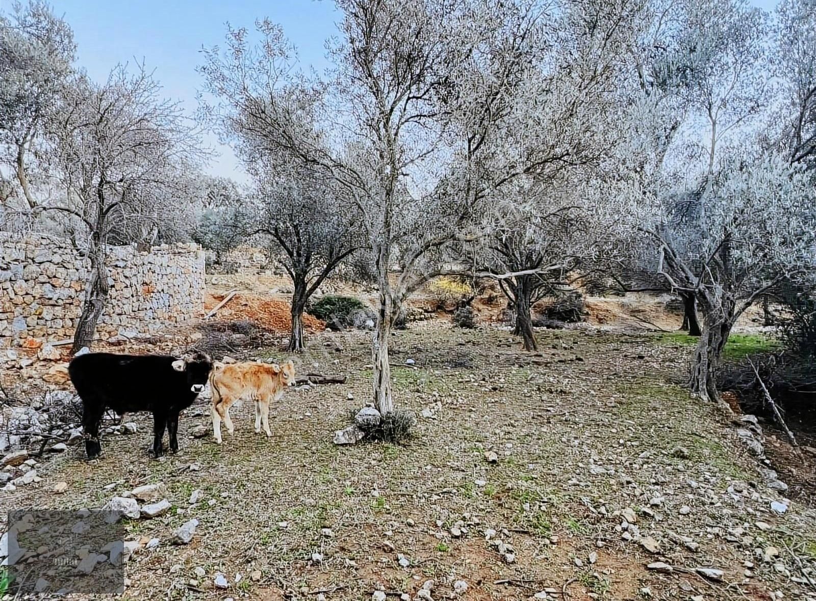 Bodrum Dağbelen Satılık Tarla Yalıkavak Dağbelen Girel'de Satılık Arsa