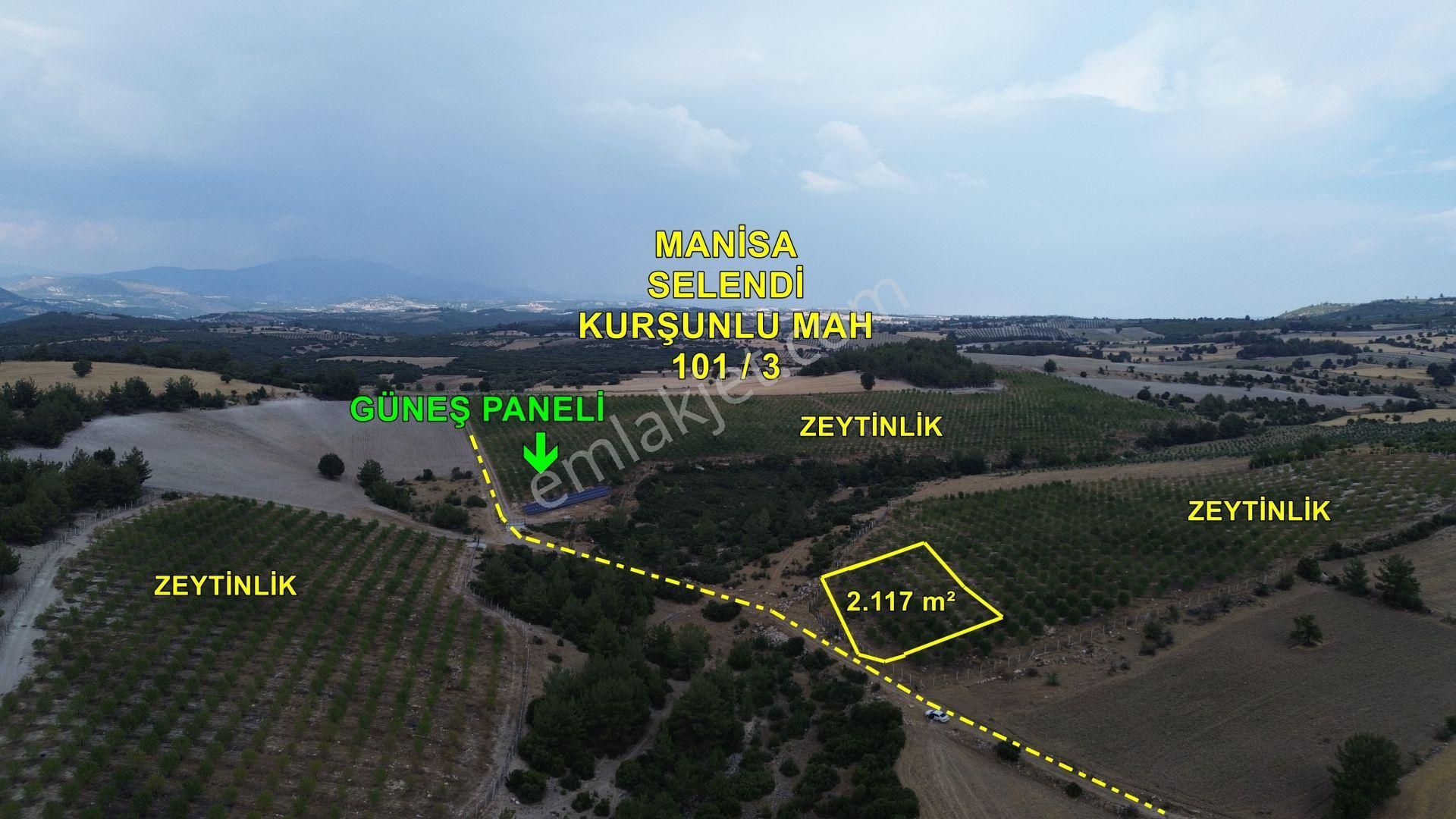 Selendi Kurşunlu Satılık Zeytinlik Zeytinlik Manisa Selendi Kurşunlu Mah. 2.117 M2 Müstakil Tapulu