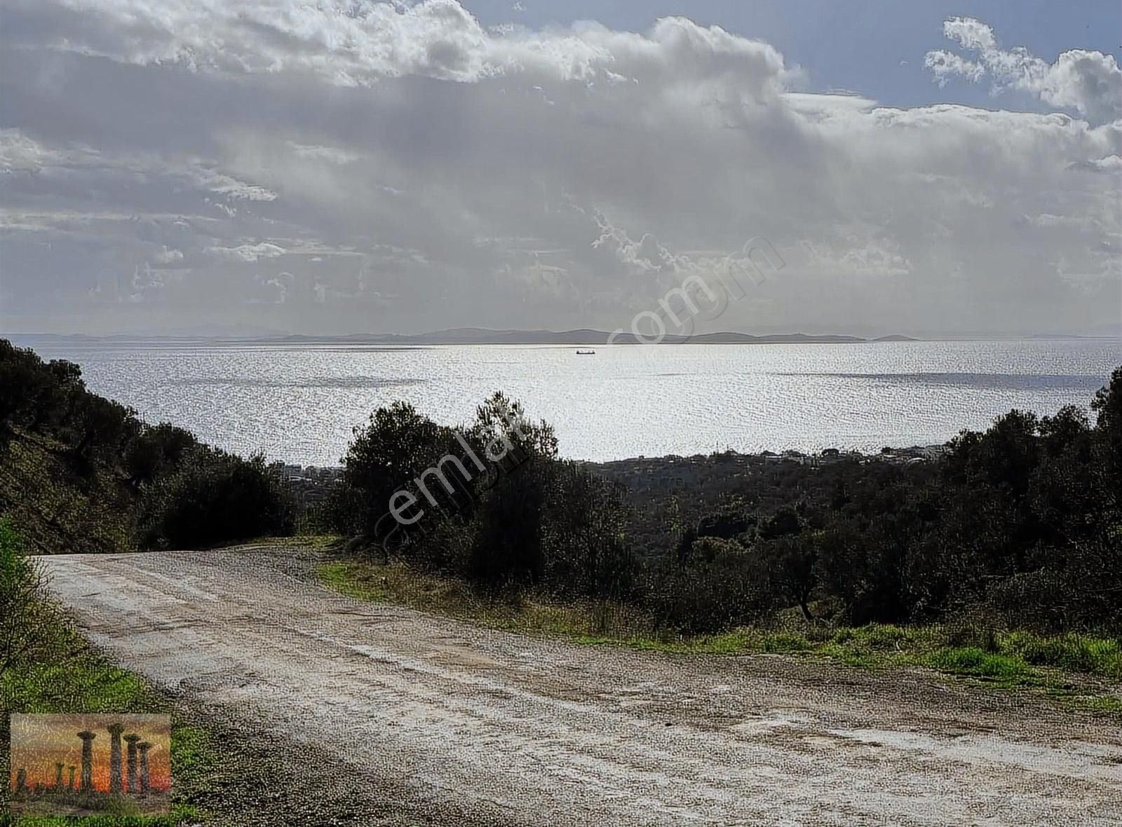 Ayvacık Küçükçetmi Köyü (Çetmibaşı) Satılık Zeytinlik Assos Han Emlak'tan Küçükçetmi Köyünde Satılık Arazi