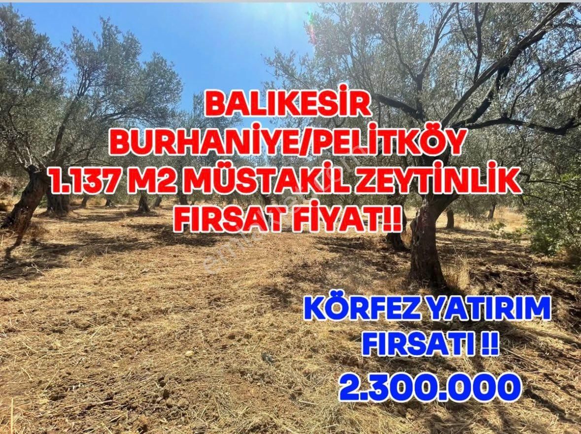 Burhaniye Pelitköy Satılık Tarla Balıkesir Burhaniye Pelitköy’de Deniz Manzaralı Muhteşem Zeytinlik Fırsat Fiyat!!