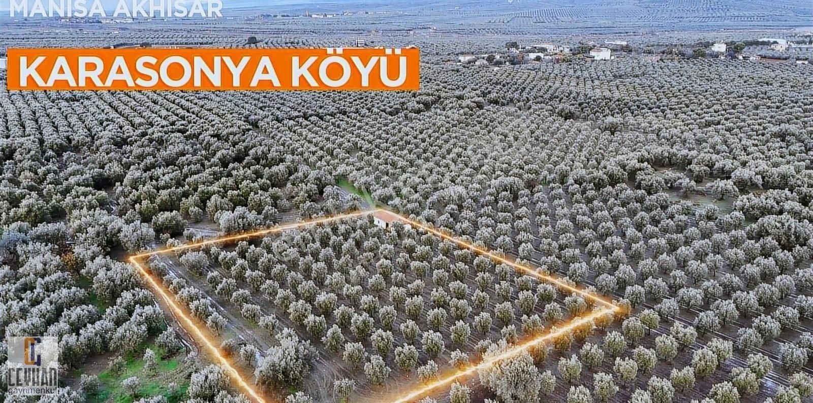 Akhisar Çamönü Satılık Tarla Karasonya Köyünde Satılık Zeytinlik