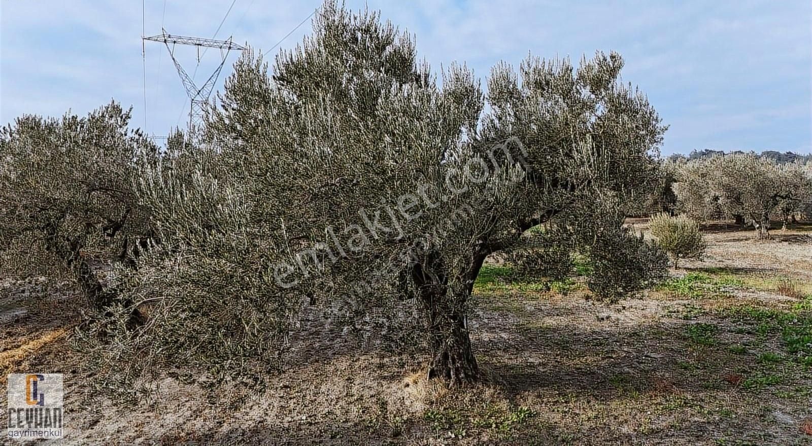 Akhisar Süleymanlı Satılık Tarla Süleymanlı' Da Satılık Zeytinlik