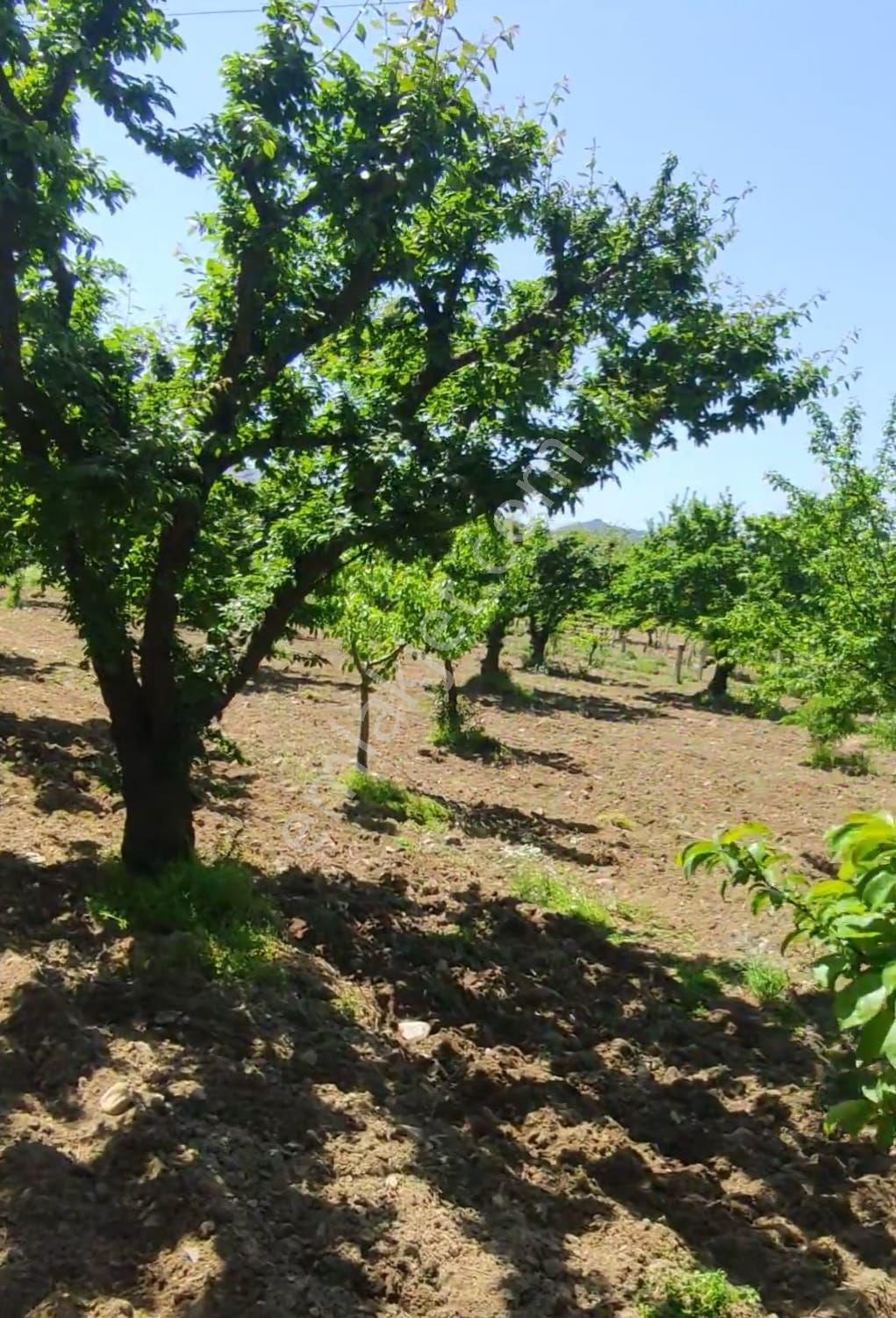 Turgutlu Avşar Satılık Tarla Sinan Emlak Ta Avşarda 2000 M2 Erik Bahcesi