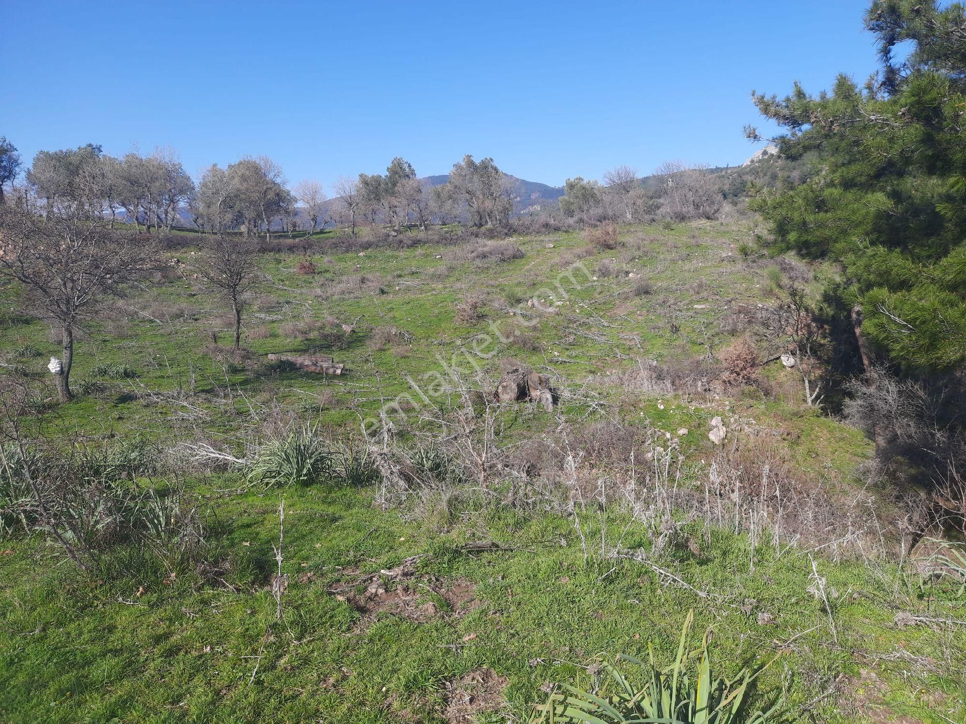 Bergama Tırmanlar Satılık Tarla Bergama Tırmanlar Köyünde Satılık Tarla