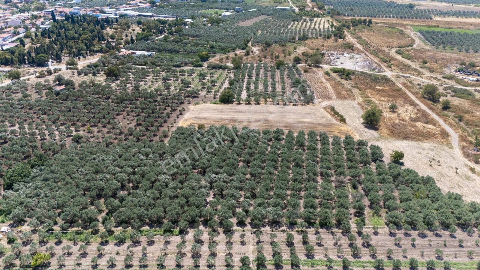 Manisa Akhisarda Efem Gayrimenkulden Medarda 10.460m2 Satılık Zeytinlik Tek Tapu !!! - Görsel 6