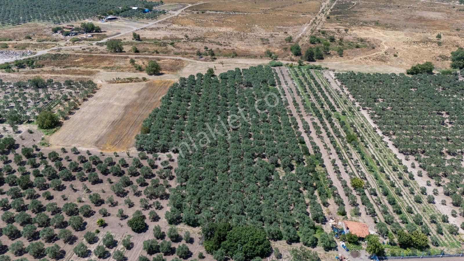 Manisa Akhisarda Efem Gayrimenkulden Medarda 10.460m2 Satılık Zeytinlik Tek Tapu !!! - Görsel 9