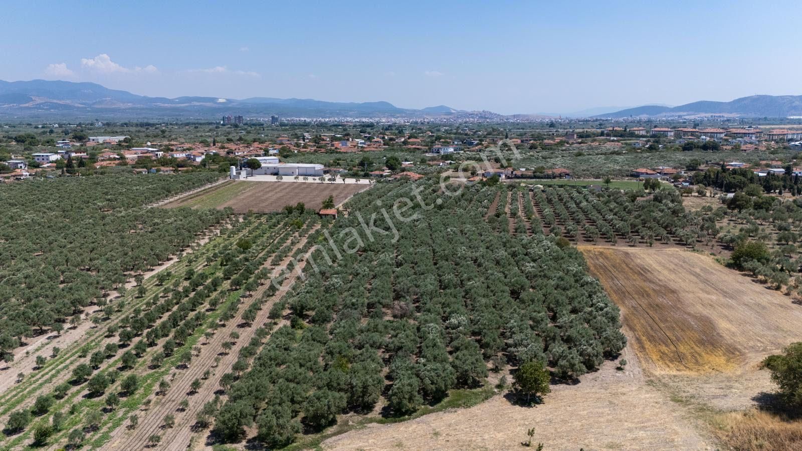 Manisa Akhisarda Efem Gayrimenkulden Medarda 10.460m2 Satılık Zeytinlik Tek Tapu !!! - Görsel 11