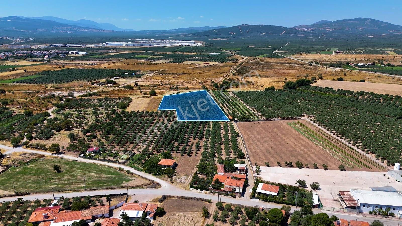 Manisa Akhisarda Efem Gayrimenkulden Medarda 10.460m2 Satılık Zeytinlik Tek Tapu !!! - Görsel 3