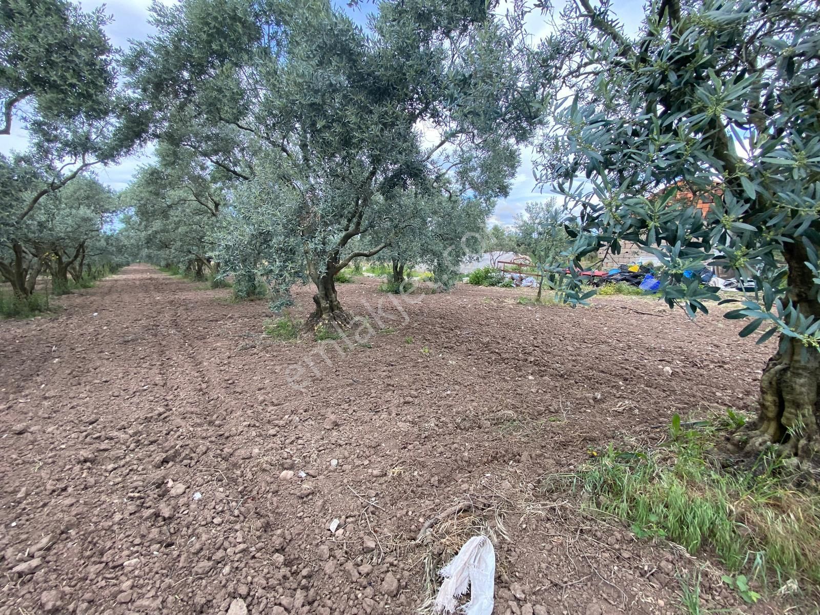 Manisa Akhisarda Efem Gayrimenkulden Medarda 10.460m2 Satılık Zeytinlik Tek Tapu !!! - Görsel 17