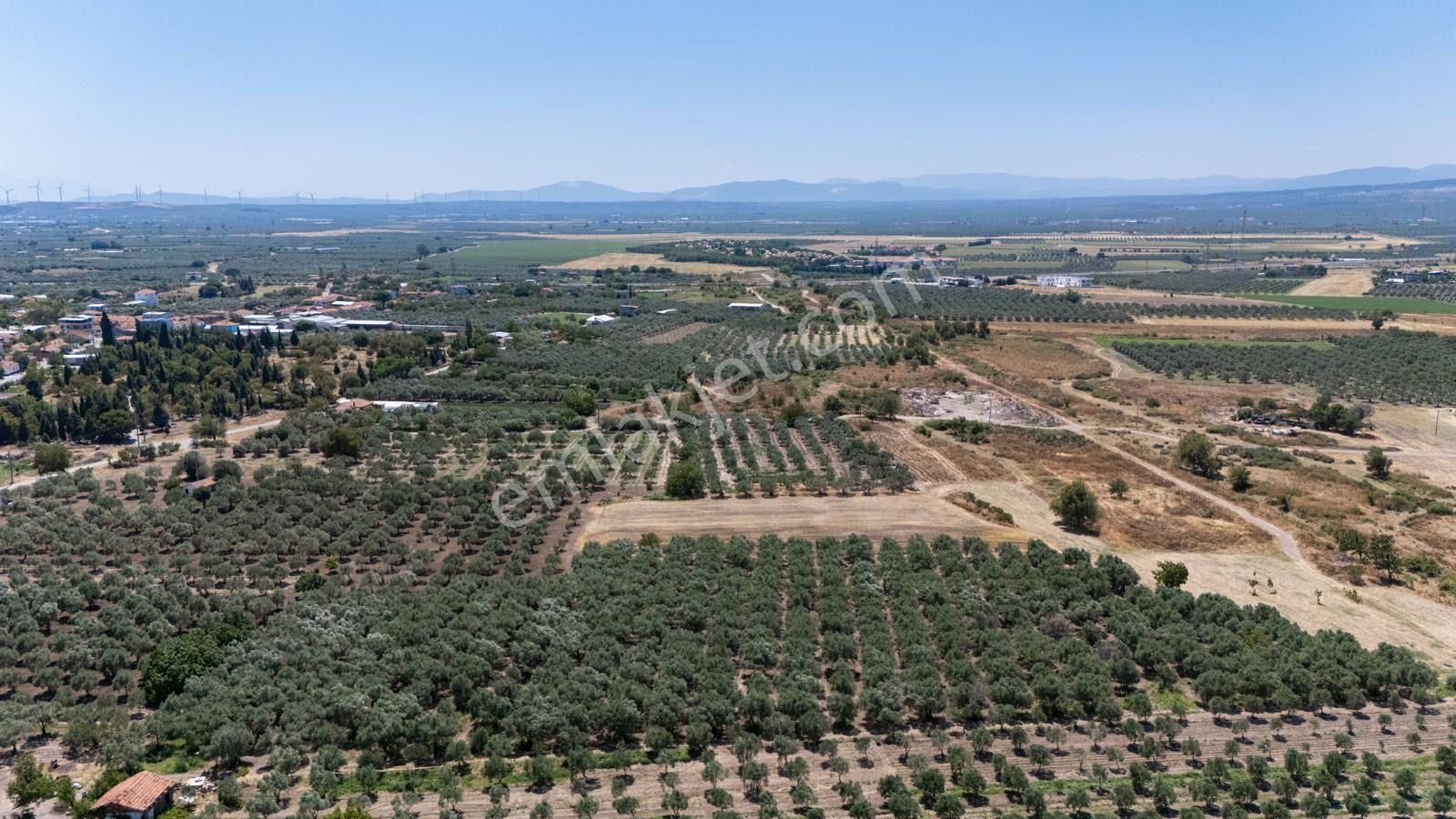 Manisa Akhisarda Efem Gayrimenkulden Medarda 10.460m2 Satılık Zeytinlik Tek Tapu !!! - Görsel 7