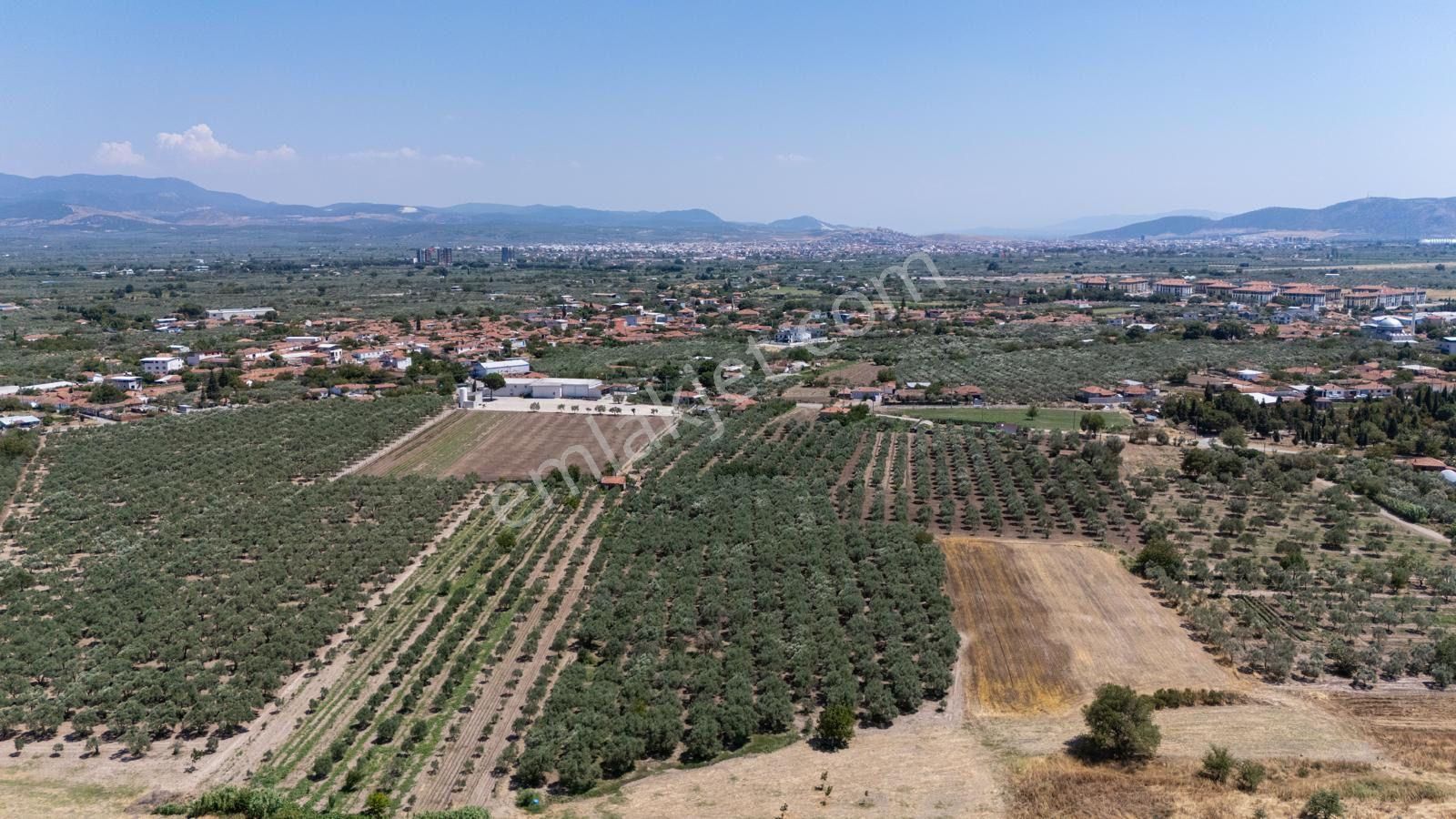 Manisa Akhisarda Efem Gayrimenkulden Medarda 10.460m2 Satılık Zeytinlik Tek Tapu !!! - Görsel 5