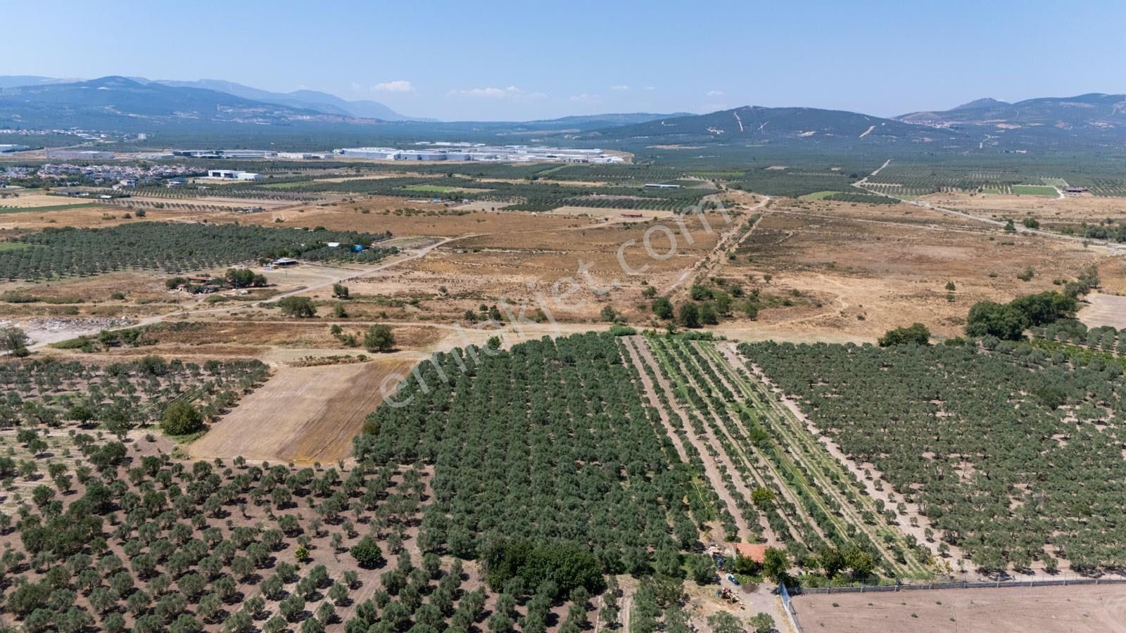 Manisa Akhisarda Efem Gayrimenkulden Medarda 10.460m2 Satılık Zeytinlik Tek Tapu !!! - Görsel 10