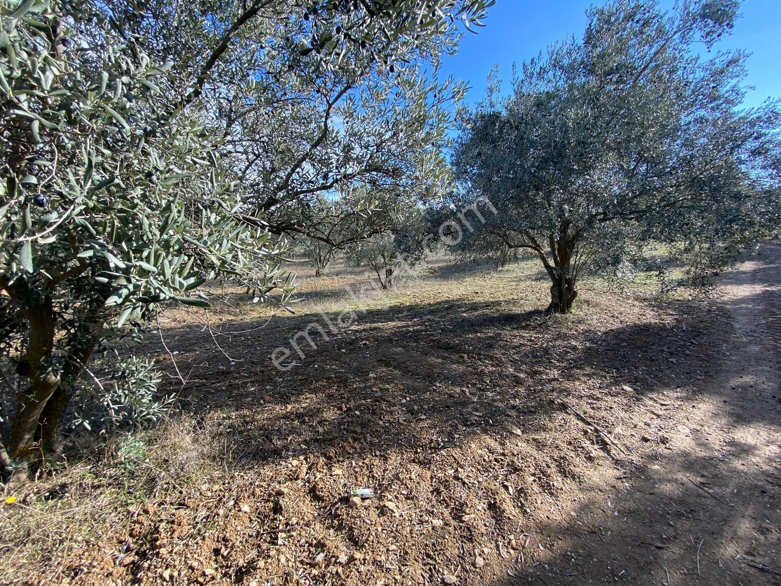 Manisa Akhisarda Efem Gayrimenkulden Seğirdim De 2430m2 Satılık Zeytinlik!!! - Görsel 4