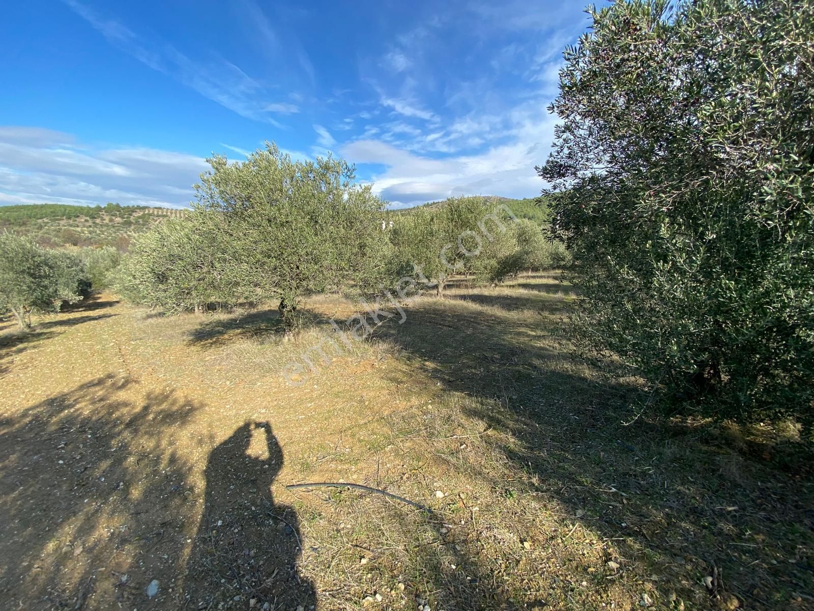 Manisa Akhisarda Efem Gayrimenkulden Seğirdim De 2430m2 Satılık Zeytinlik!!! - Görsel 7