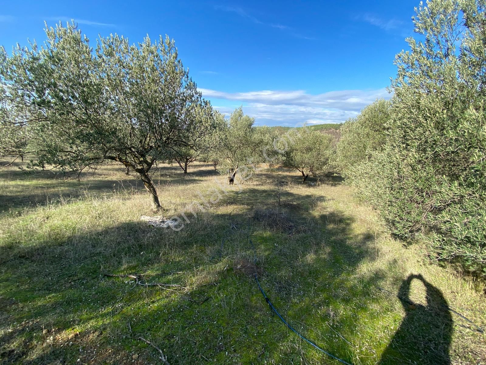 Manisa Akhisarda Efem Gayrimenkulden Seğirdim De 2430m2 Satılık Zeytinlik!!! - Görsel 5