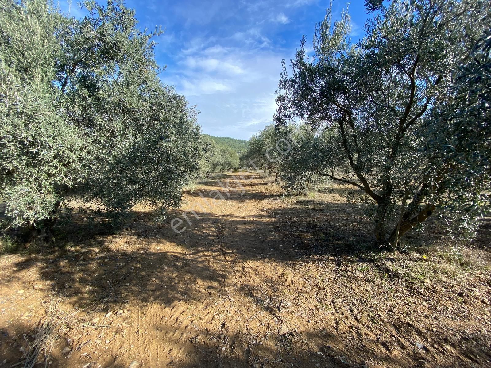 Manisa Akhisarda Efem Gayrimenkulden Seğirdim De 2430m2 Satılık Zeytinlik!!! - Görsel 9