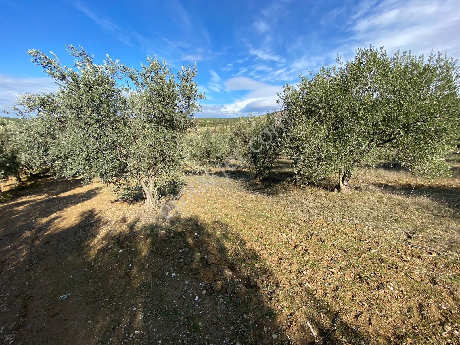 Manisa Akhisarda Efem Gayrimenkulden Seğirdim De 2430m2 Satılık Zeytinlik!!! - Görsel 8