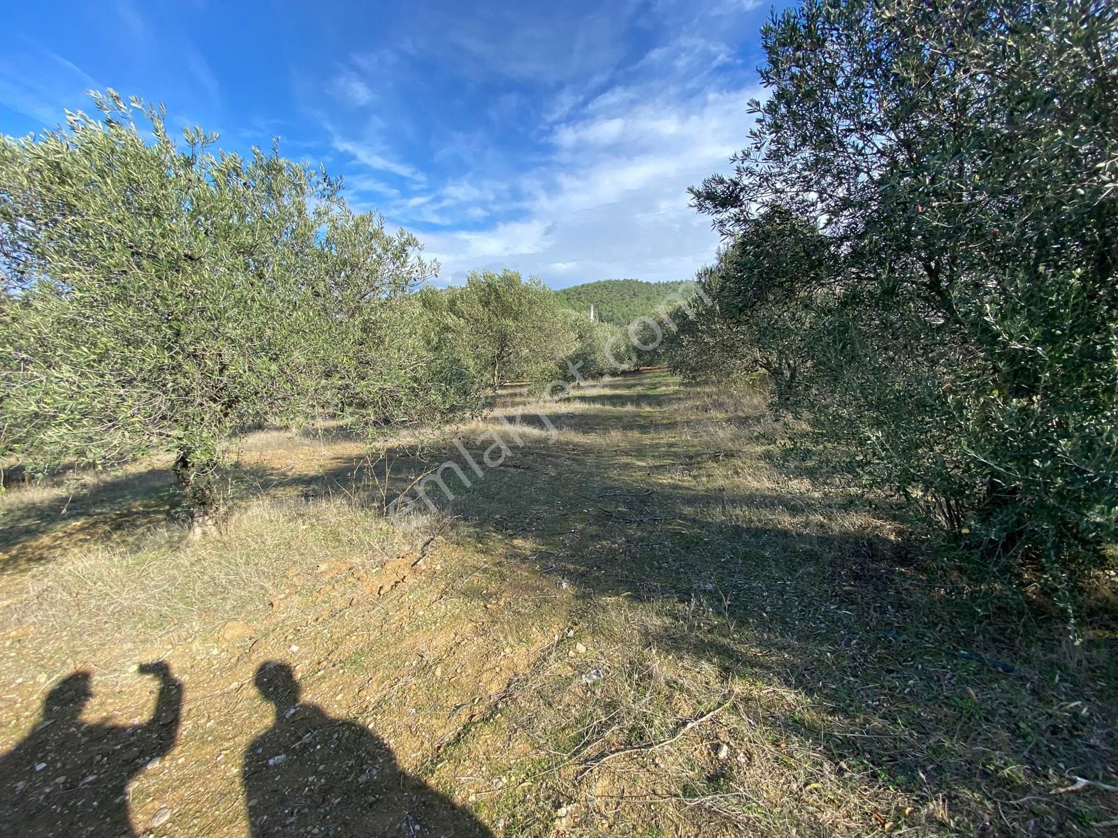 Manisa Akhisarda Efem Gayrimenkulden Seğirdim De 2430m2 Satılık Zeytinlik!!! - Görsel 6