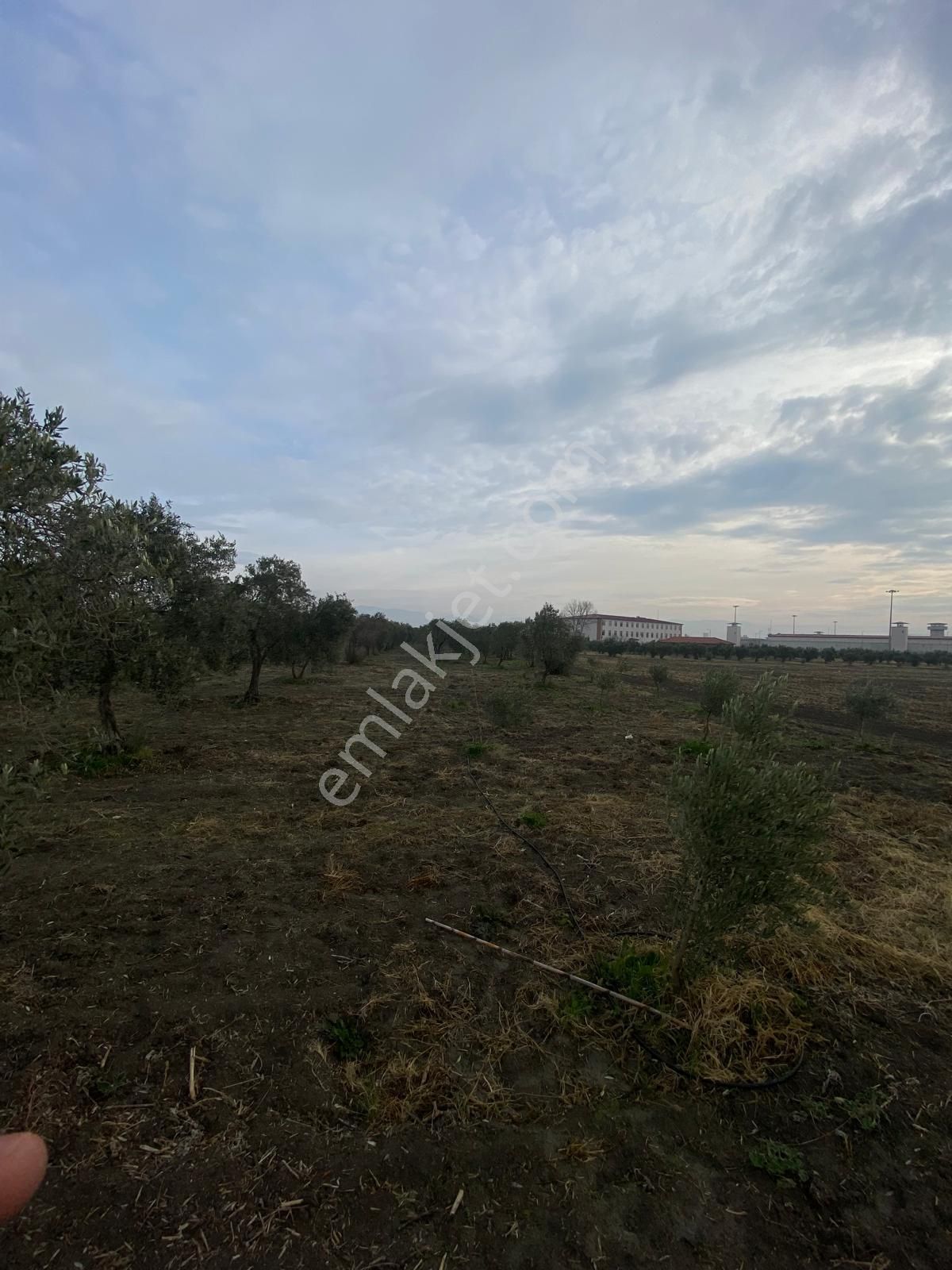 Akhisar Efem Gayrimenkulden Süleymanlı Köyünde Satılık 7160m2 Zeytinlik!!! - Görsel 7