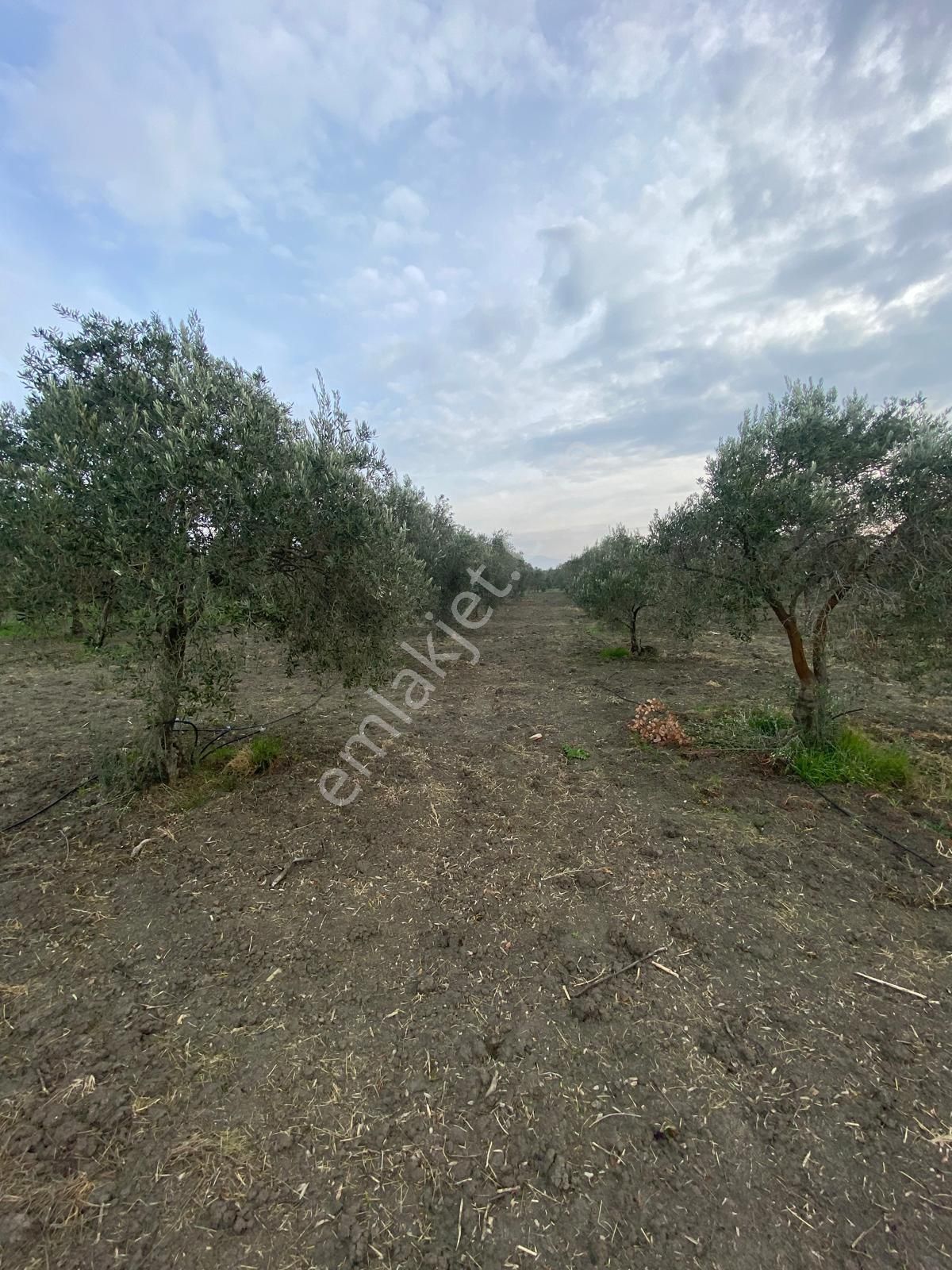 Akhisar Efem Gayrimenkulden Süleymanlı Köyünde Satılık 7160m2 Zeytinlik!!! - Görsel 16