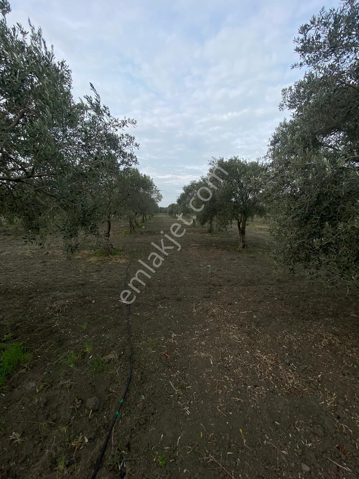 Akhisar Efem Gayrimenkulden Süleymanlı Köyünde Satılık 7160m2 Zeytinlik!!! - Görsel 4