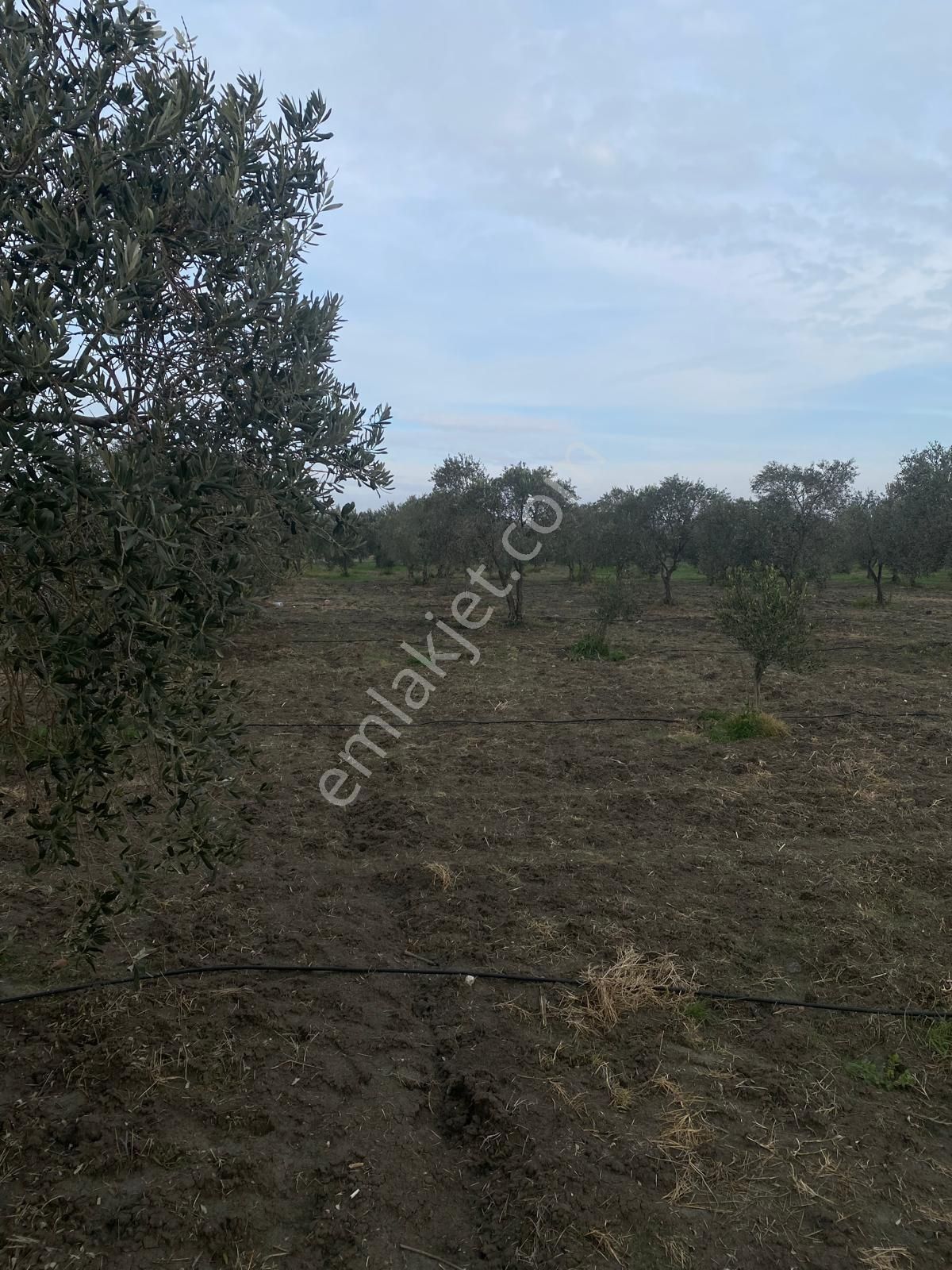 Akhisar Efem Gayrimenkulden Süleymanlı Köyünde Satılık 7160m2 Zeytinlik!!! - Görsel 23