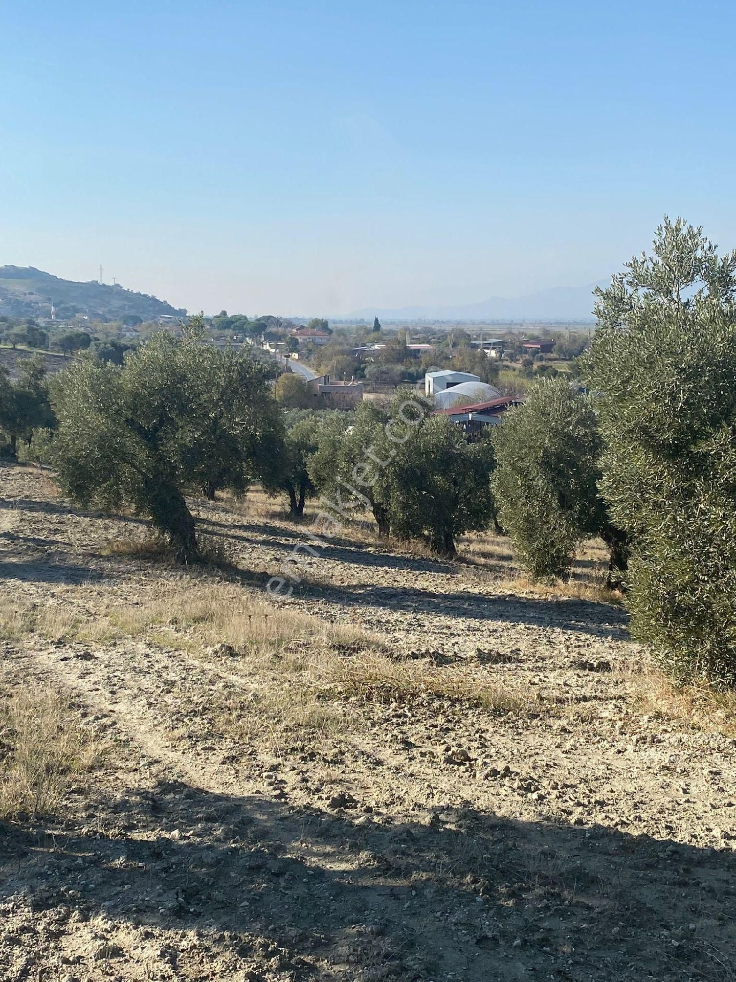 Konut Emlaktan Asfalta Sıfır Zeytinlik - Görsel 28