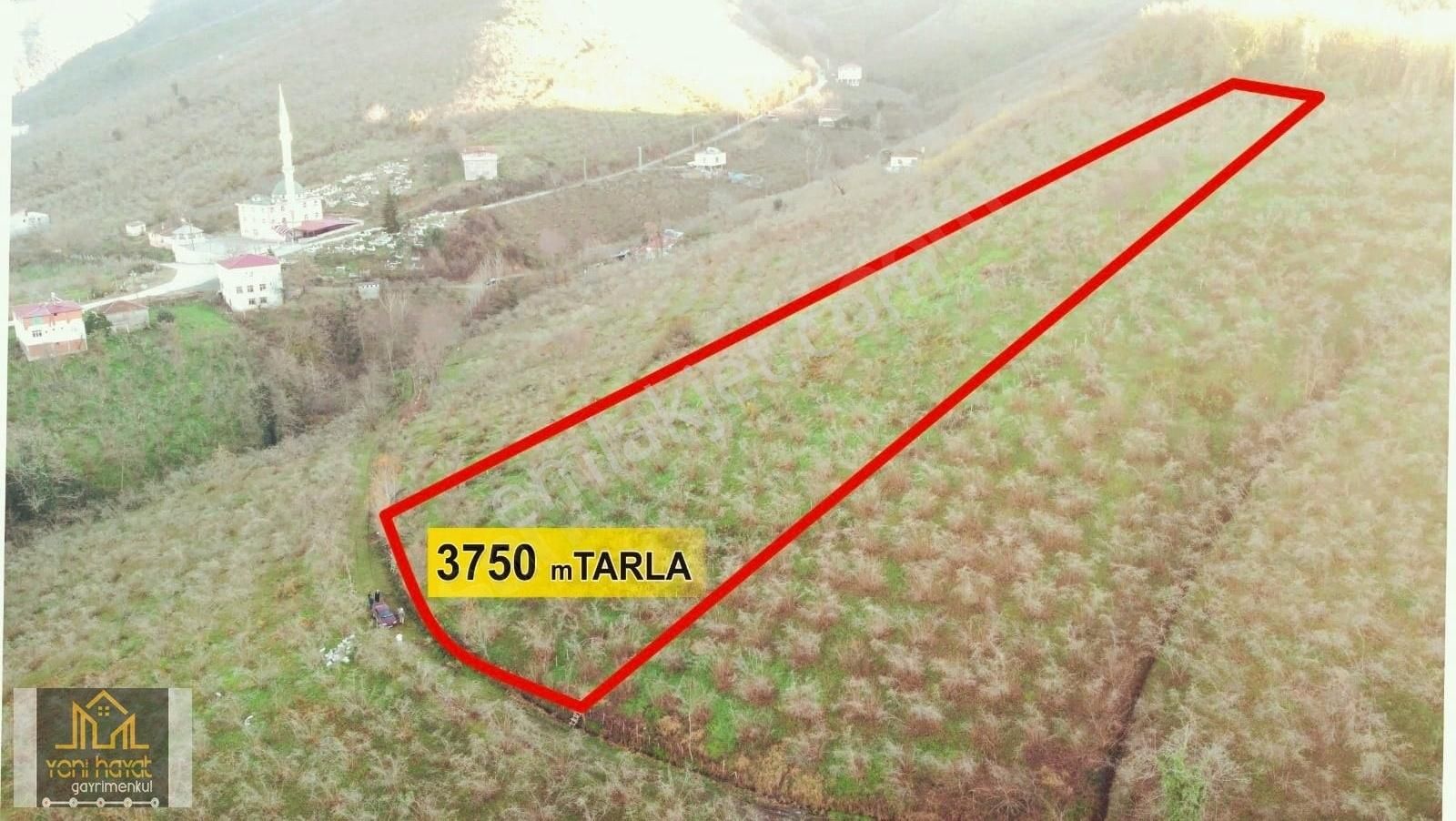 Terme Evci Satılık Tarla Terme Evci Mh De Satılık 3.750 M Fındık Bahçesi