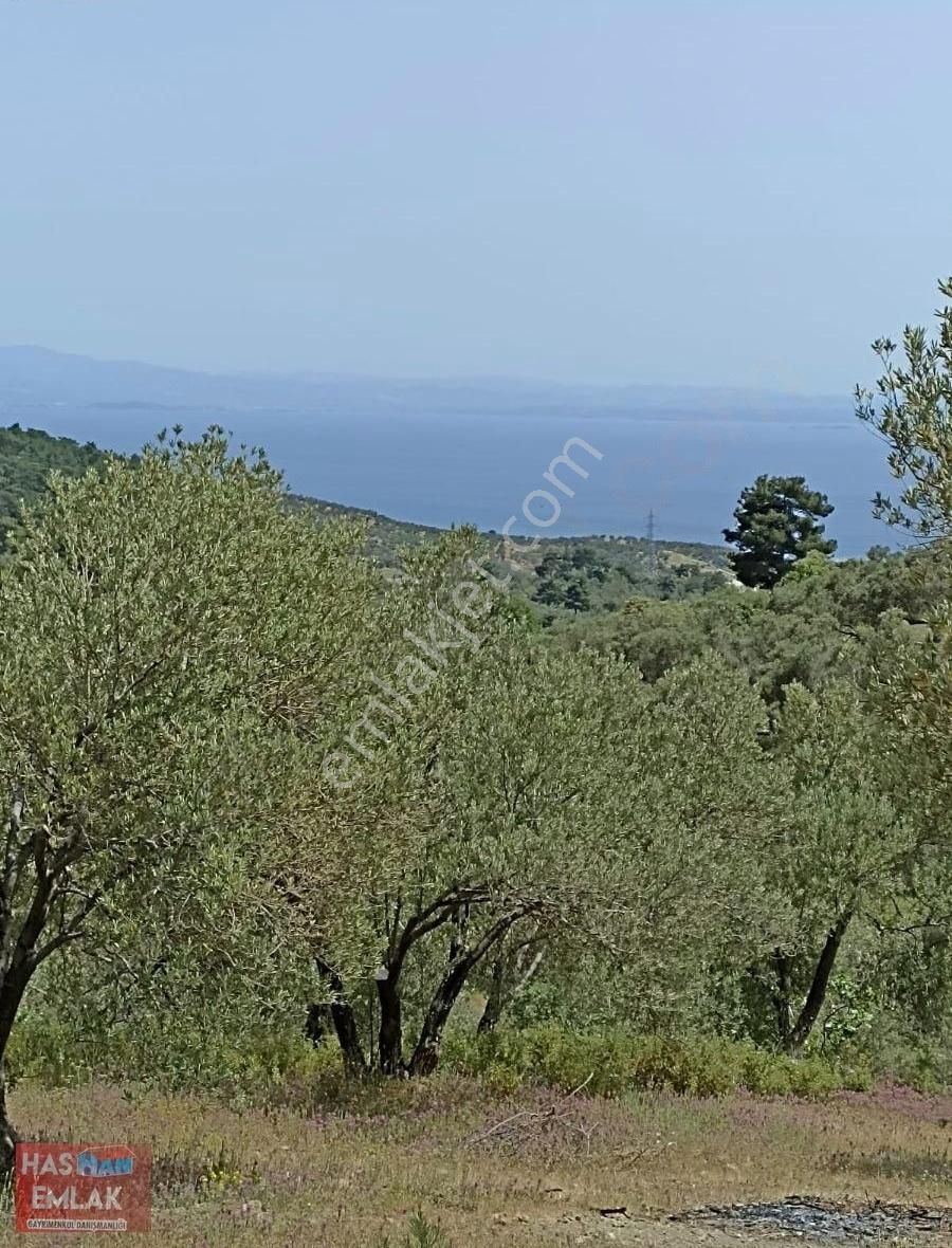 Ayvacık Yeşilyurt Köyü Satılık Zeytinlik Çanakkale Ayvacık Küçükkuyu Yesilyurt Köyü Zeytinlik