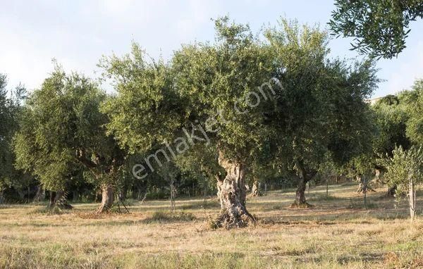 Aydın/bozdoğan Yeni Mahalle Belen Mevkii Satılık Zeytinlik - Görsel 2