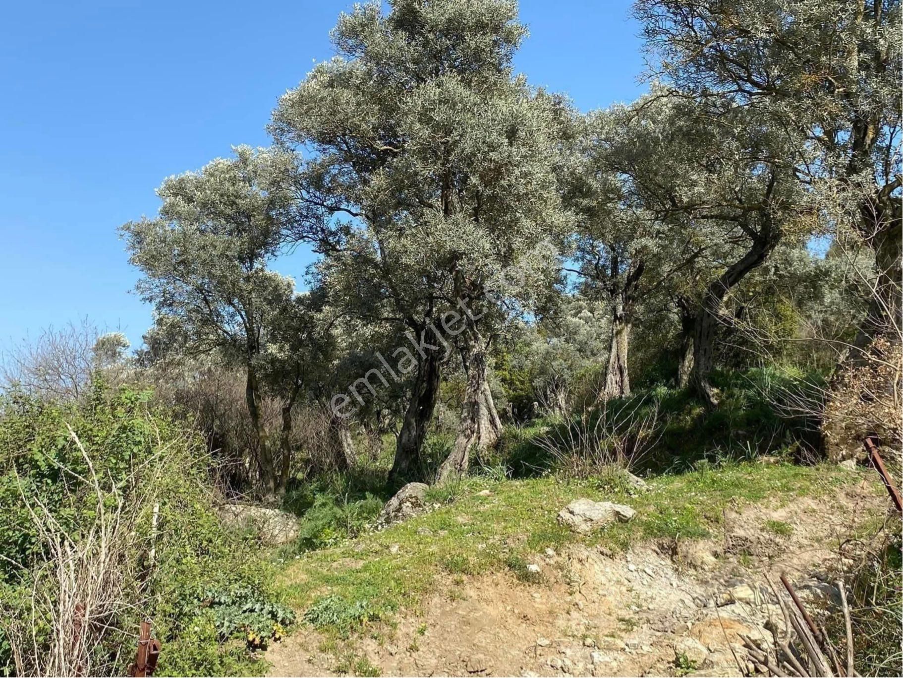 Söke Kisir Satılık Zeytinlik Söke Kisir Köyü Satılık Yola Sıfır Elektrik Ve Su Sorunu Olmayan Zeytin Bahçesi