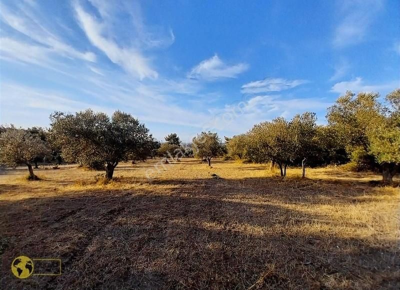 Çanakkale Merkez Dümrek Köyü Satılık Tarla Dünya Gayrimenkulden Dümrekte Yolu Mevcut Satılık Zeytin Tarlası