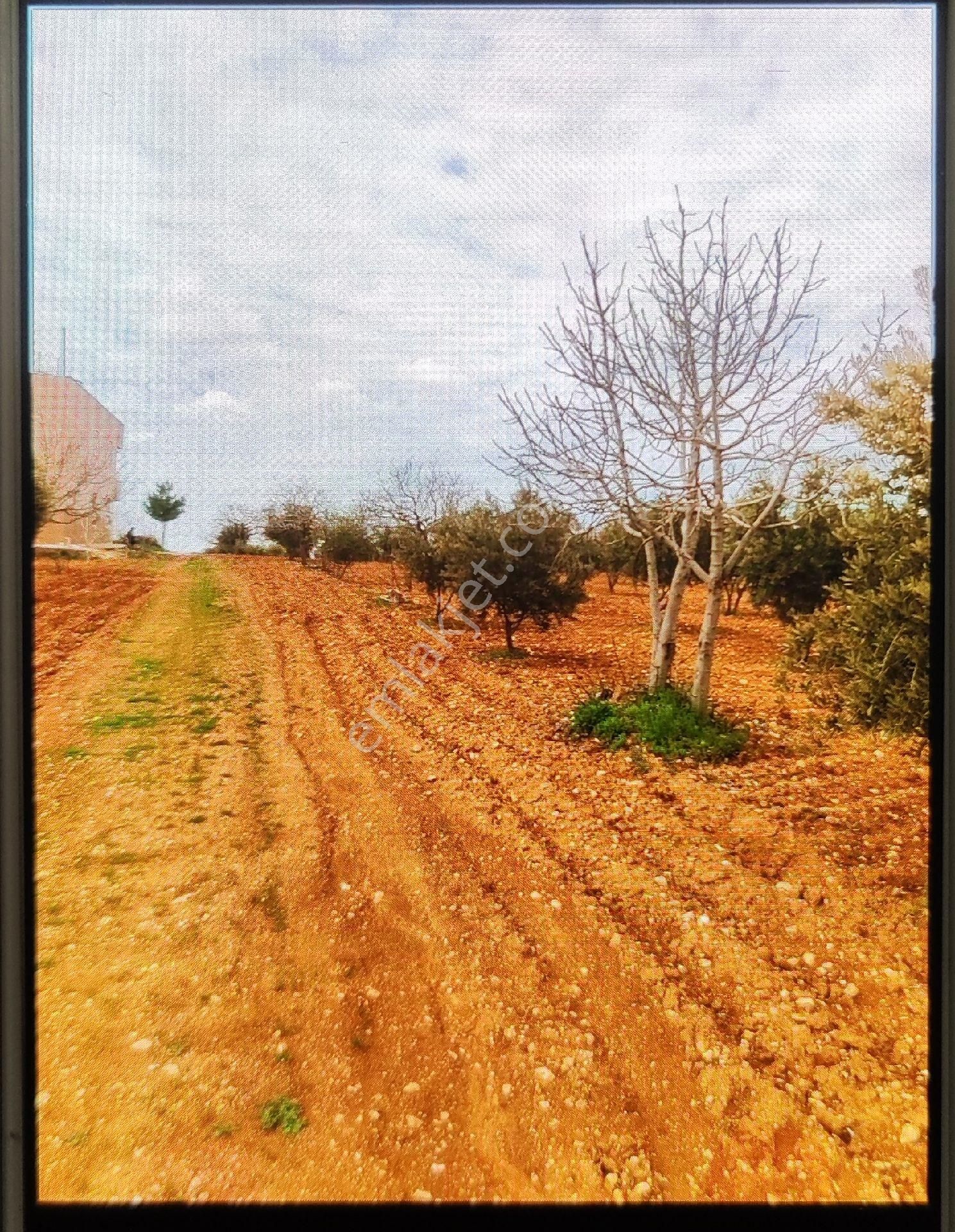 Şanlıurfa Karaköprü Satılık Arazi Zeytinlik Bağ