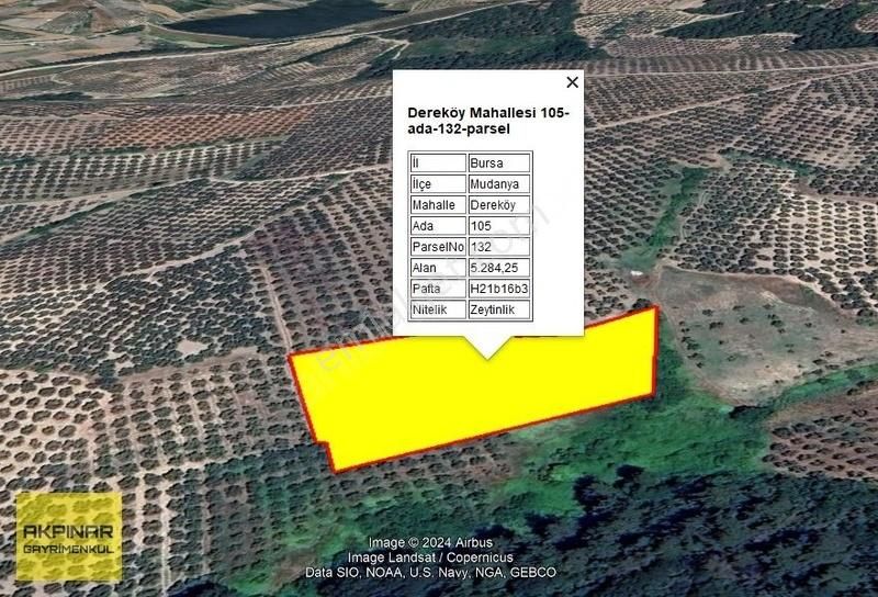 Mudanya Dereköy Satılık Zeytinlik Akpınar Emlak'dan ((acil )) Dereköy'de Tek Tapu Yatırım Fırsatı