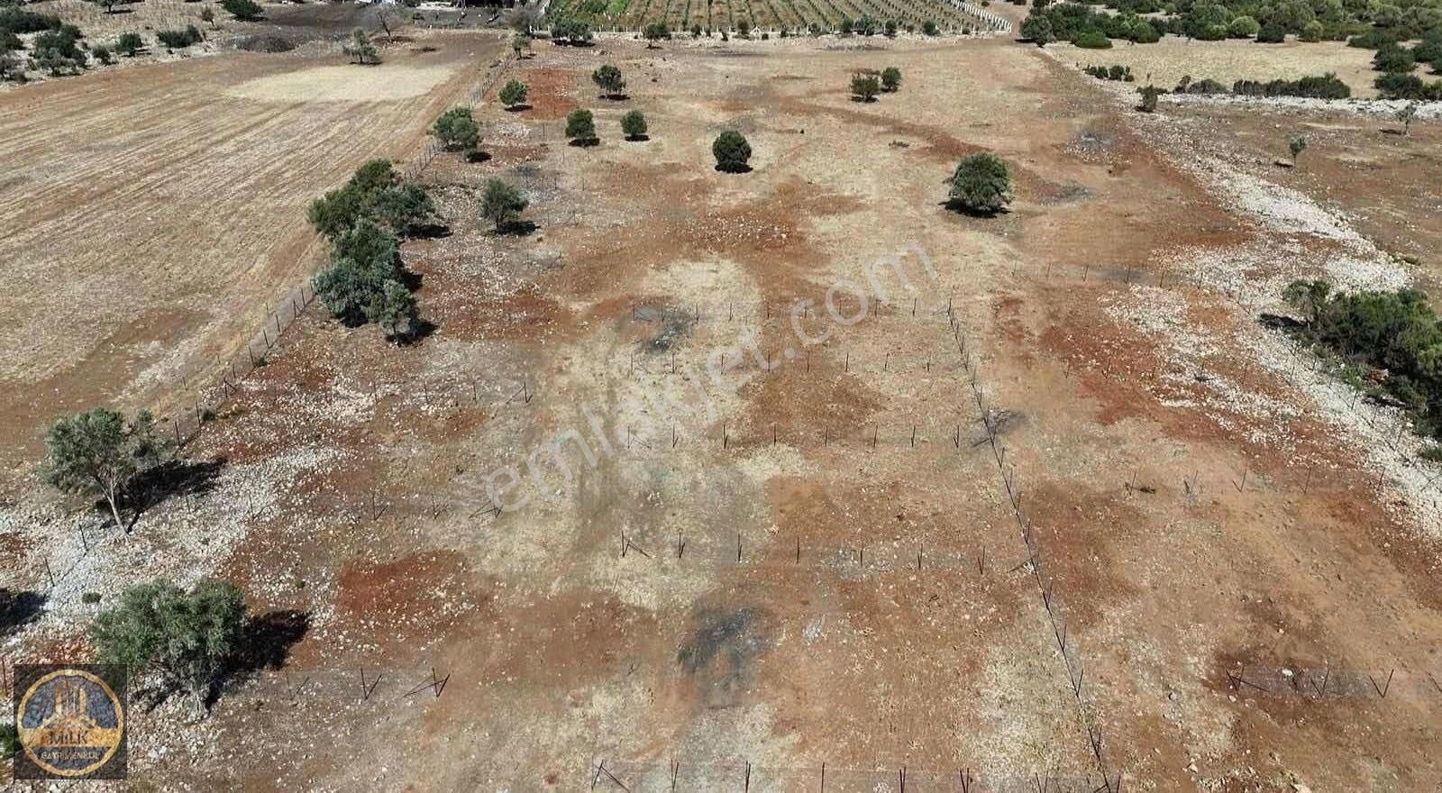 Didim Ak Yeniköy Satılık Tarla Didim Akyeniköy'de Kooperatif 300 M2 Arsalar Satılıktır .