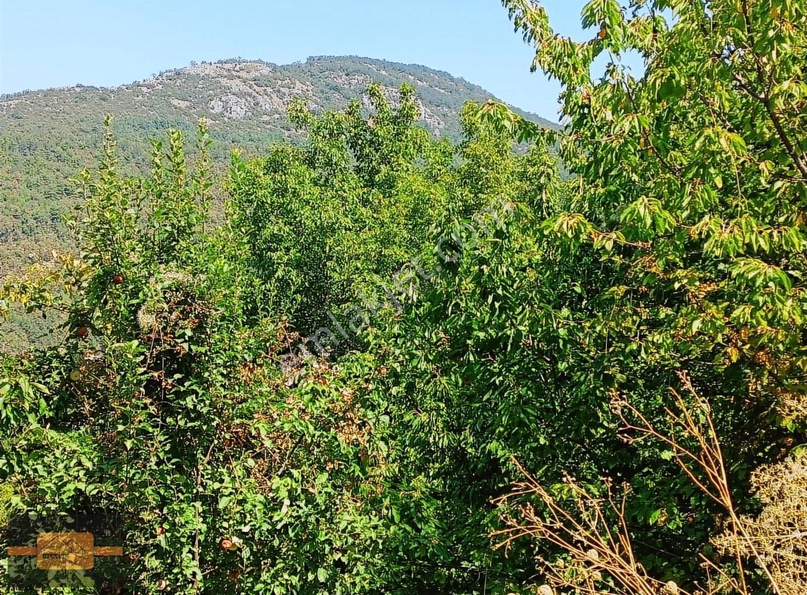 Kestel Osmaniye Satılık Bağ & Bahçe Kestel Osmaniye'de Köy İçinde Satılık 1351 Metre Kare Bahçe