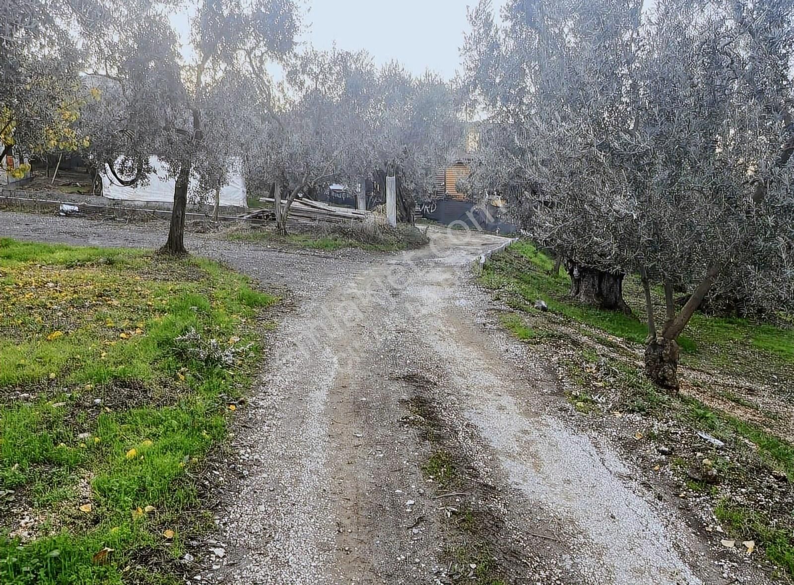 İznik Göllüce Satılık Villa İmarlı Göllüce' De Harika Konumda Göle 60 Metre Mesafede Zeytinlik