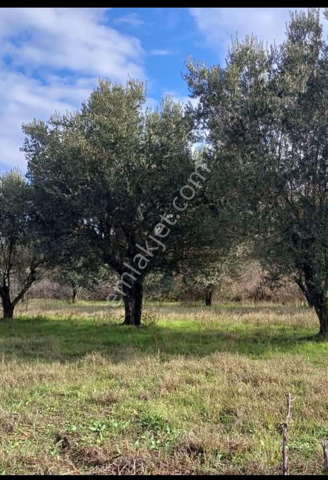 Kuyucak Kurtuluş Satılık Bağ & Bahçe Müstakil Zeytin Bahcesi