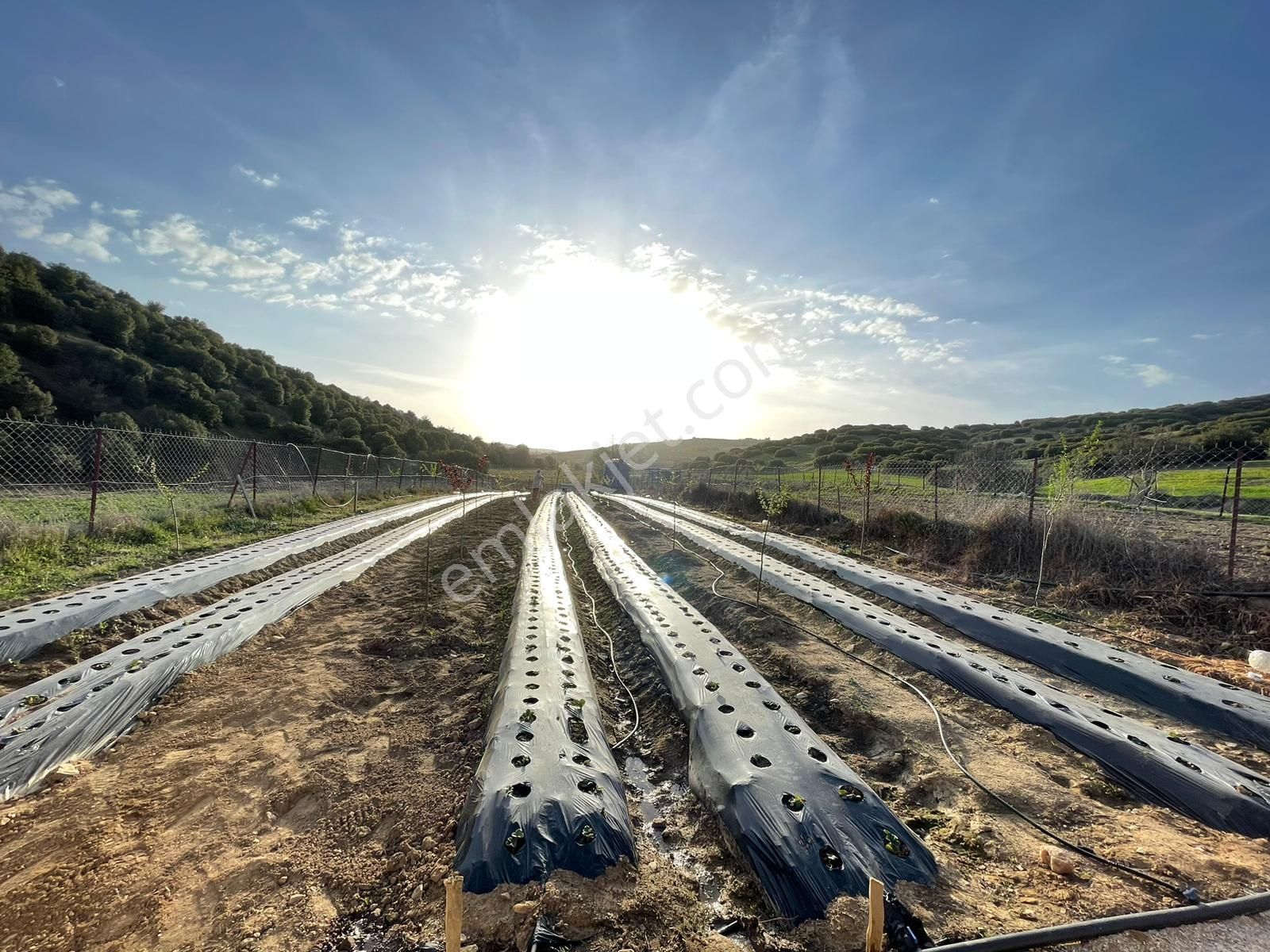 Kula Gölbaşı Satılık Tarla Manisa Kula Yolu Ana Cadde Üzerinde 865 M² İçi Ekili Tek Tapu Tarla