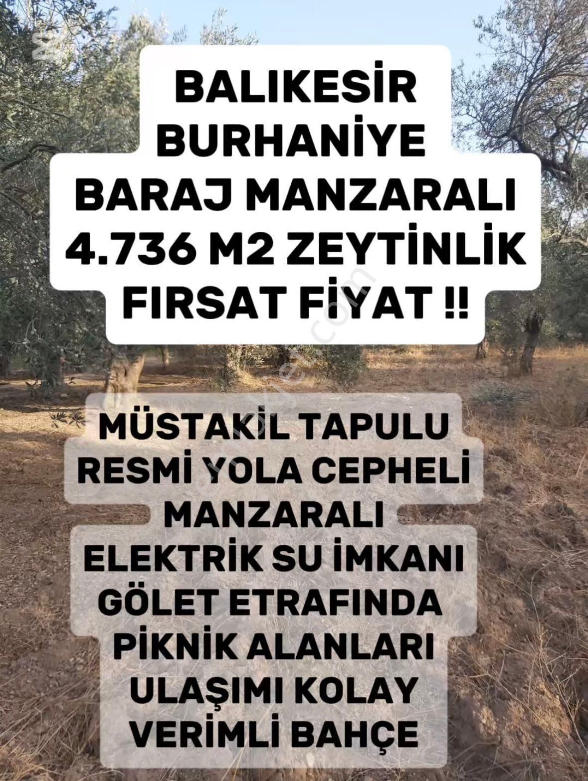 Burhaniye Hisarköy Satılık Tarla Balıkesir Burhaniye Hisar’da Muhteşem Manzaralı Resmi Yola Cepheli Verimli Zeytinlik!!