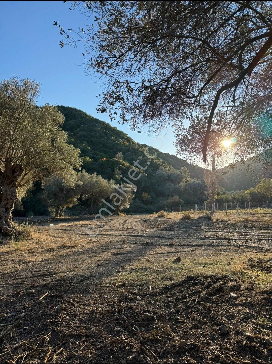 Güzelbahçe Çamlı Satılık Zeytinlik İzmir Güzelbahçe Urla Seferihisar Tapulu Zeytinlik Köşe Parsel Emsalsiz