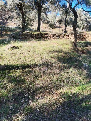 Bayındır Çeniklerde Tek Tapu Zeytinlik 1420m Kare - Görsel 10