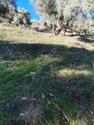 Bayındır Çeniklerde Tek Tapu Zeytinlik 1420m Kare - Görsel 15